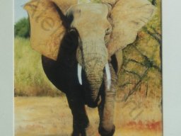 olifant